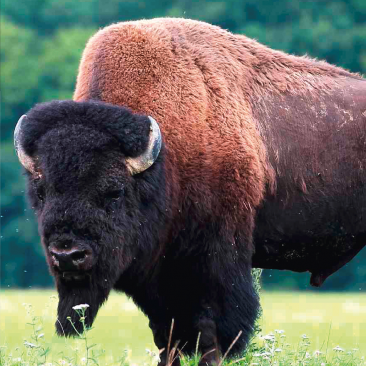 Photo bison